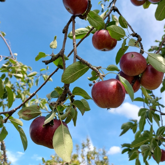 🐸🍄🌻 Meet Your Posher 🌻🍄🐸 - Picture 9 of 12